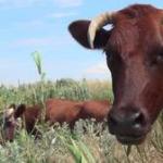 Что означает мычание коровы